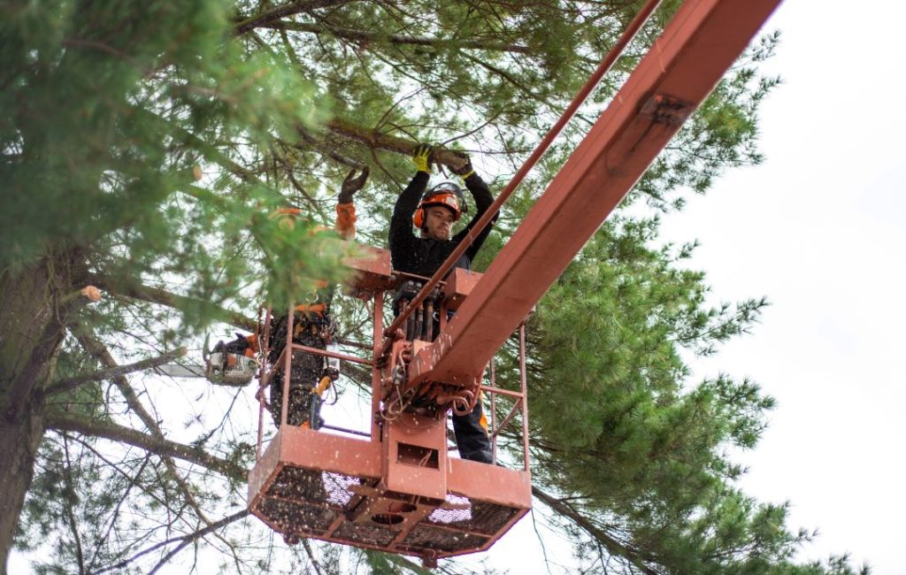 Tree pruning to enhance safety.