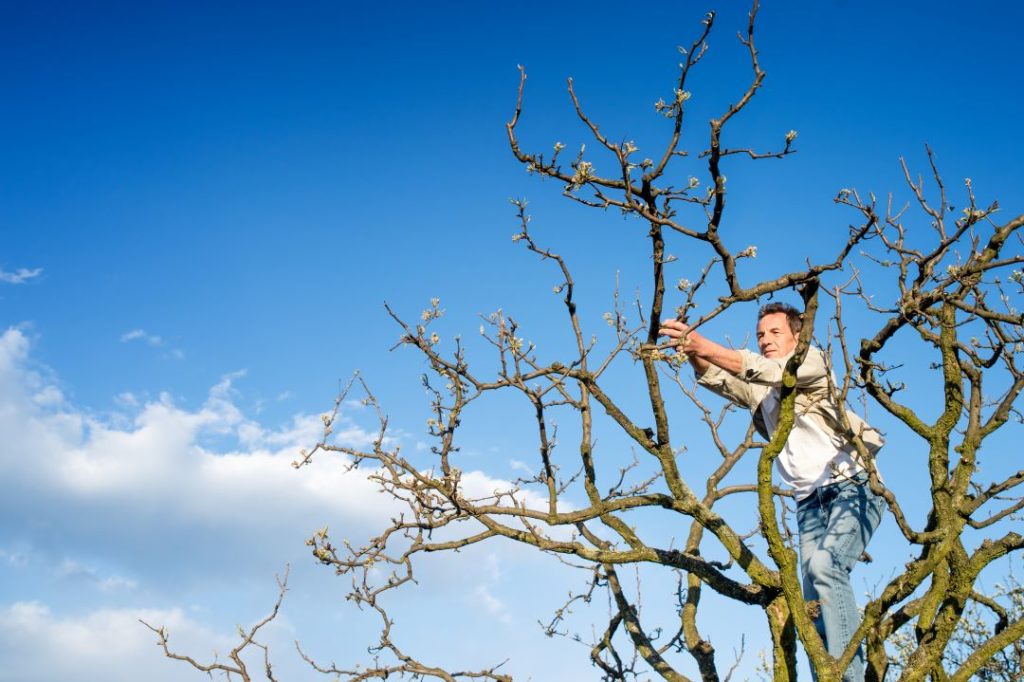 Tree pruning to improve tree health.