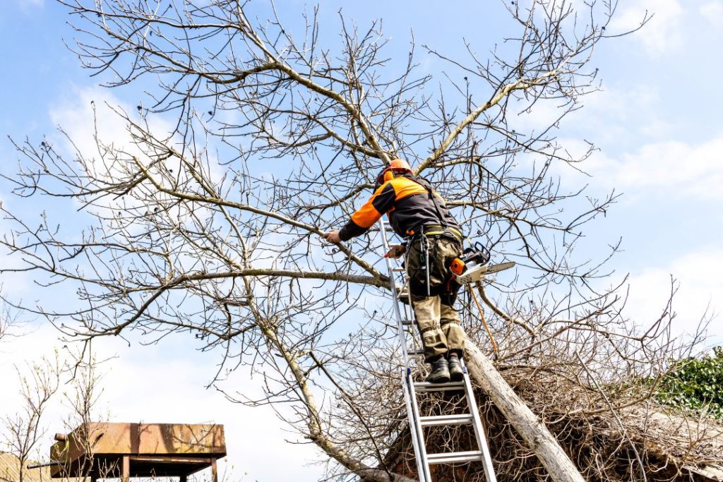 Professional arborist performing safe tree removal on a rotted tree.