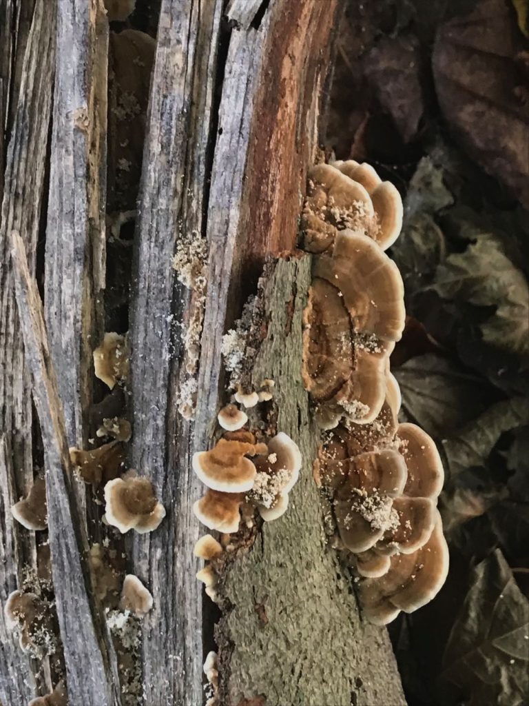 Closeup of a rotted tree trunk with fungal growth indicating the need for tree removal.