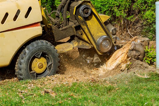 A stump is shredded with removal, grinding the stumps and roots into small chips