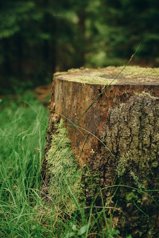 A tree stump surrounded by lush greenery in the heart of a serene forest, showcasing nature's resilience and beauty.