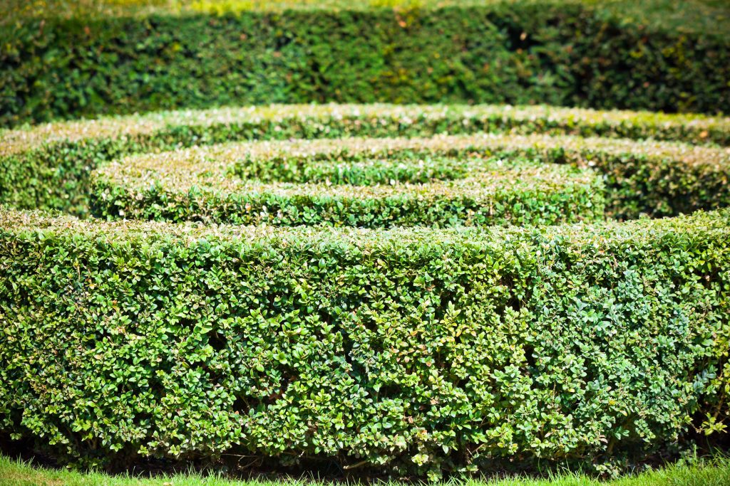 Well-maintained hedges after professional hedge trimming, enhancing property value.