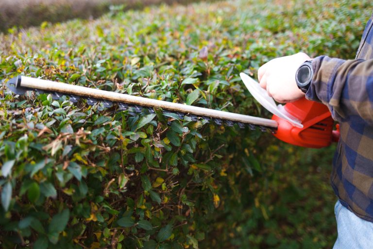 Hedge trimming with electric scissors.