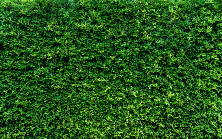 Close-up of lush, green leaves on a healthy hedge, demonstrating the positive impact of proper hedge trimming.