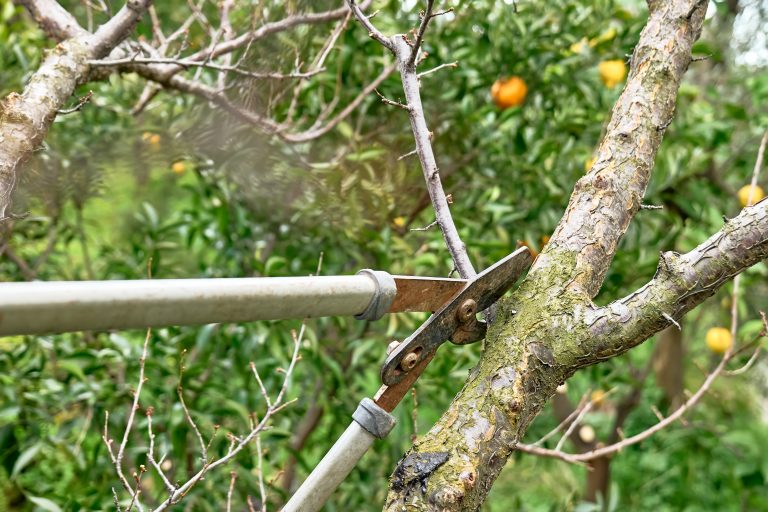 Pruning shears cutting a branch on a tree, showcasing proper tree pruning technique