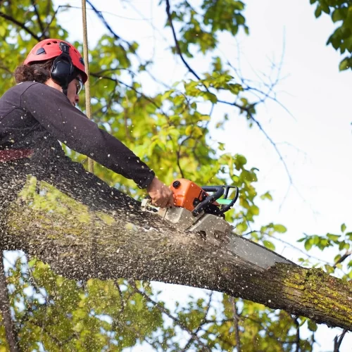 professional tree cutting using a chainsaw